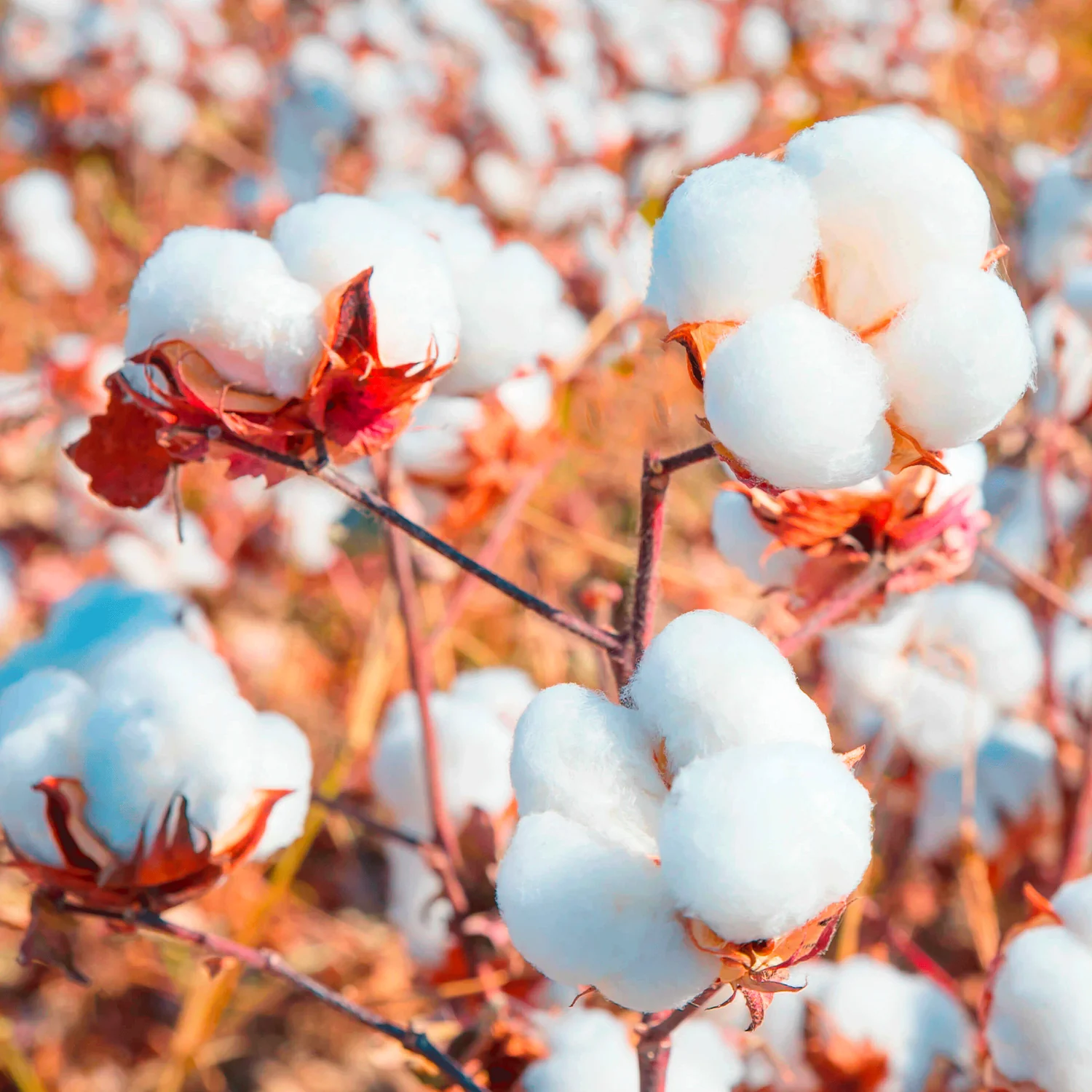 Coton bio 1
